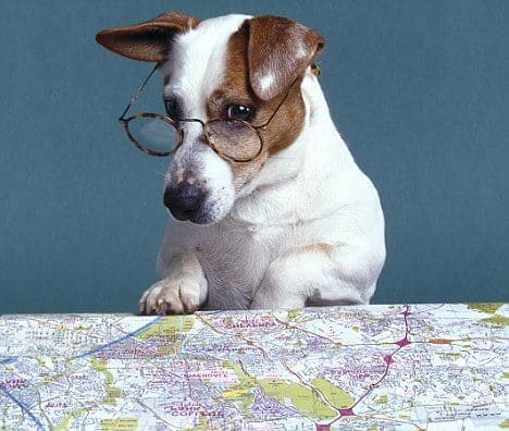 map reading dog